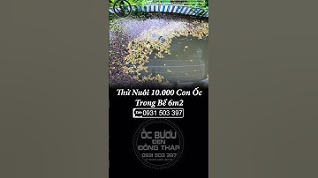 Mô hình nuôi ốc mật độ cao 10.000 con trên bể 6m2 - Kỹ Thuật Nuôi ốc công nghiệp trên bể bạt