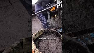 How Seaweed is Turned into Shushi Sheet