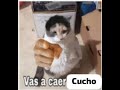 La remontada del ciclo (Ultima clase de Microbiología)