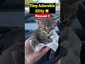 Rescued Tiny Adorable Kitten ❤️#kitten #cat #cats #kitty #pet #petlover #pets #live #love #viral