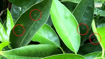 Good bugs, great citrus: natural enemies in citrus