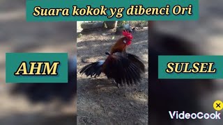 AYAM HUTAN CEPAT DATANG | suara ayam pikat memanggil lawan.Kokok ayam hutan sulawesi.@Raciksulam