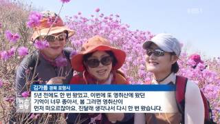 여수 영취산 진달래 만개…오늘 축제 개막