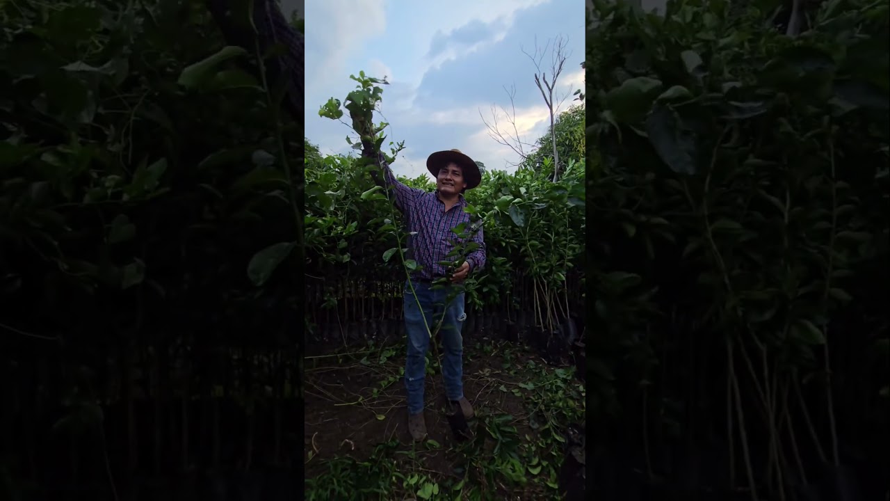 Identificando los chupones y mamones de los cítricos  🍃🌳🍊👨‍🌾 