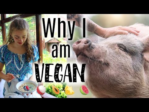 The Truth: Why I Went Vegan (non preachy!!) ??✨