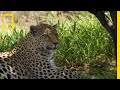 Protecting Leopards From Human & Wildlife Conflicts | National Geographic