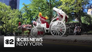 NYC Council to vote on bill that would ban horse carriages