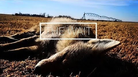How To Hunt Coyotes With No Call | Self Filmed