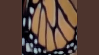 on starlight wings (do you still take flight)