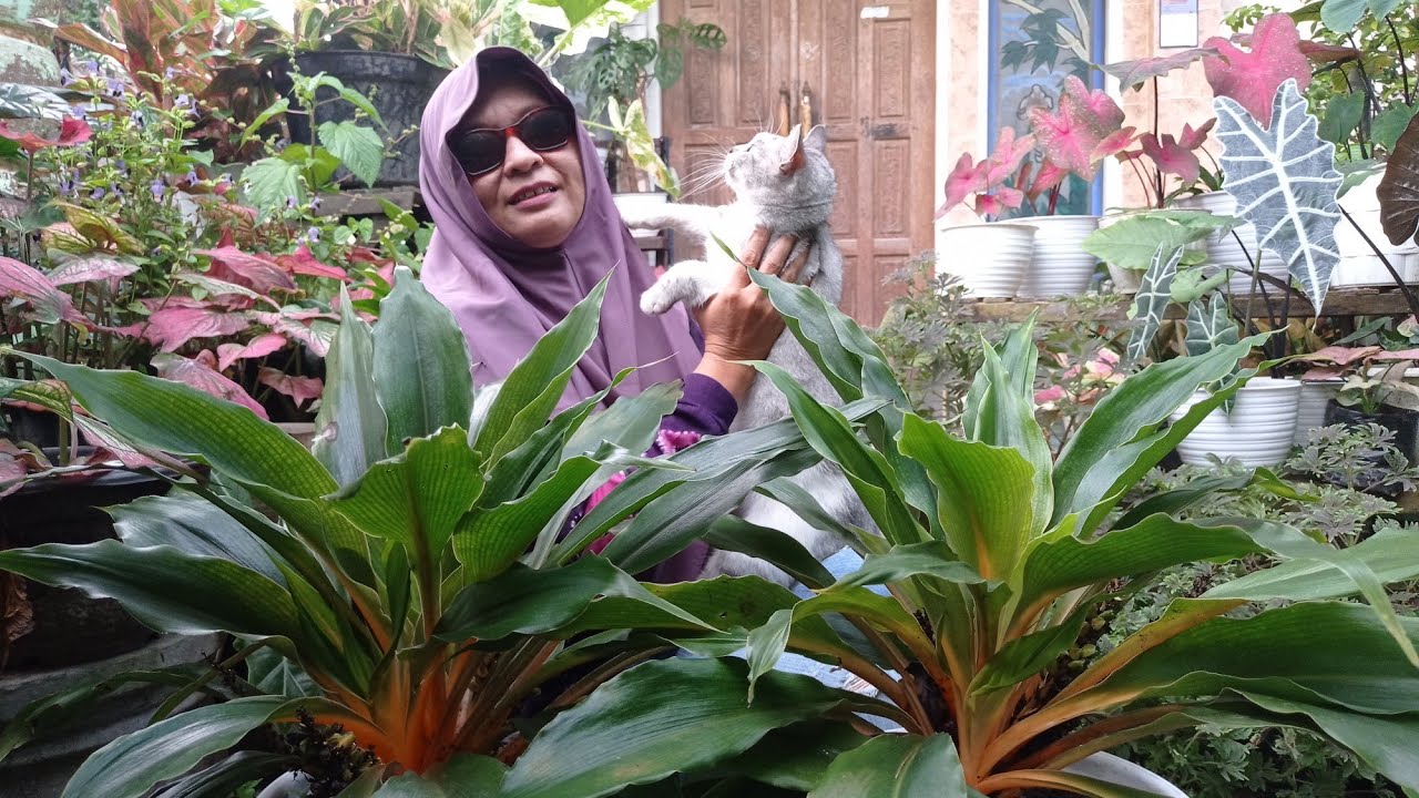 Pesona Tanaman Palisota Yang Jadul Tapi Masih Digemari