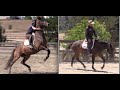 A rearing Holsteiner warmblood at a clinic goes from rearing to relaxed