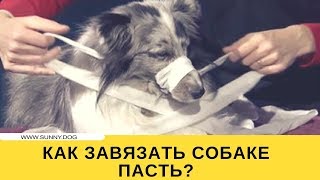 Как завязать собаке морду? Как завязать собаке морду?