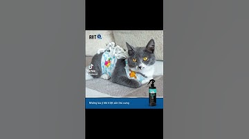 Chai xịt khử mùi thú cưng, khử mùi nước tiểu chó mèo Xclean Pet