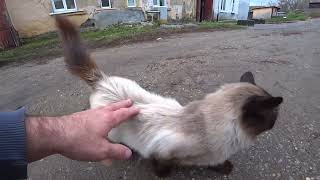 видео: В белом доме.. картинка: В белом доме..