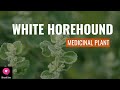 Discover the Astonishing Benefits of White Horehound! | Medicinal Plant | Blissed Zone