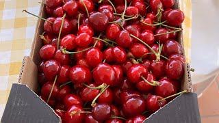GROW CHERRIES FROM SEEDS