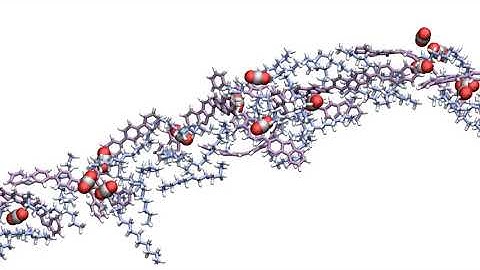 The relaxing dance of CO2 in a polymer
