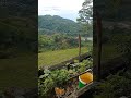 Dapur impianku sederhana tapi hijau