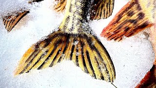 видео: ЩУЧЬЯ ТРОПА НАЙДЕНА! ТРОФЕЙ СЕЗОНА ПОЙМАН / ПОСЛЕДНИЙ ЛЁД картинка: ЩУЧЬЯ ТРОПА НАЙДЕНА! ТРОФЕЙ СЕЗОНА ПОЙМАН / ПОСЛЕДНИЙ ЛЁД