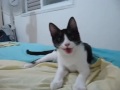 У меня кот сломался