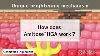 Vitamin C derivative - A new skin brightening mechanism, Amitose HGA