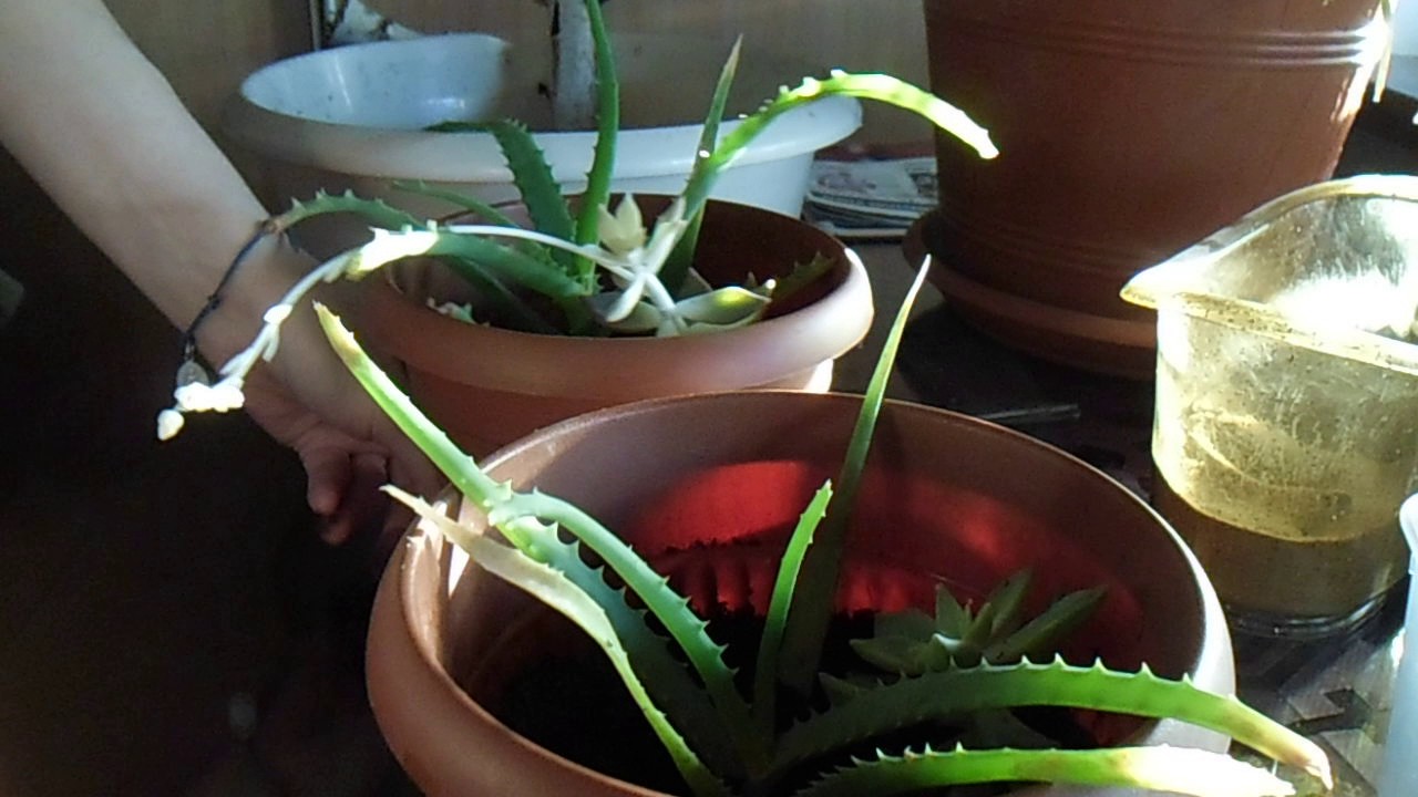 aloe vera gel rossmann Sunozon Purple After Sun Gel Hyaluron+Aloe Vera 50 ml main image 1