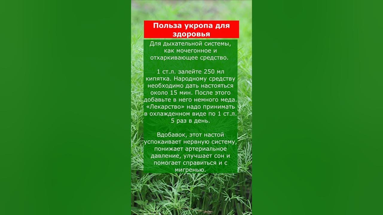 Полезные свойства семян укропа. Укроп огородный сырье. Dill seed специя. Семёна укропа от чего помогают и как приготовить. Настой семян укропа.