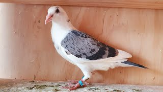 2022 Pigeon Breeding Season Has Begun