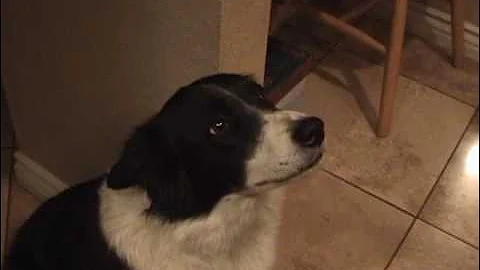 My talking border collie - learning to say "hello"! - DayDayNews