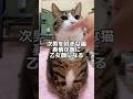 大好きな次男だと思ったら…#shorts #cats #球太