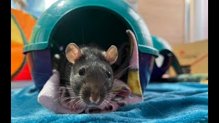 Rats Go Bananas for Bananas!