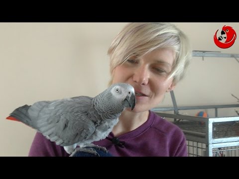 Wideo: Która Papuga Mówi Najlepiej