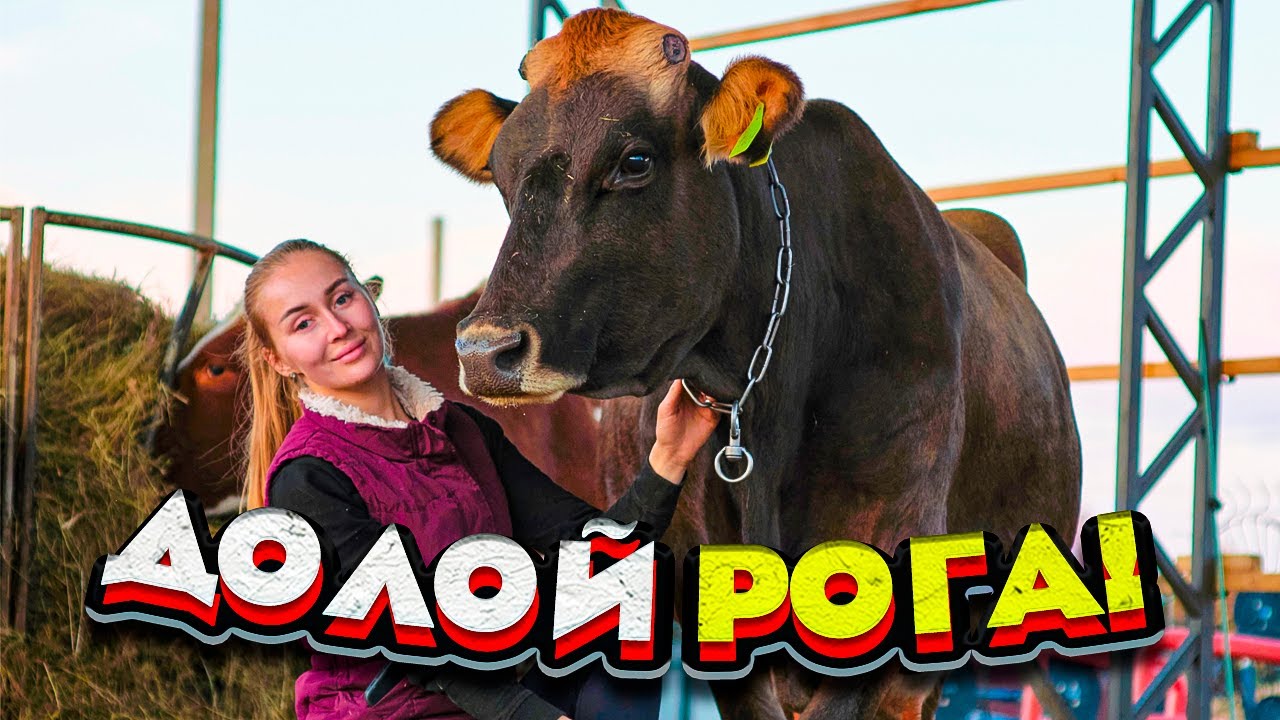 Молодая ферма ютуб последнее