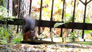 Белки из леса приходят к воде. Squirrels from the forest come to the water.