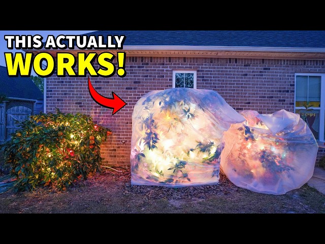 How To Protect Plants From COLD: 3 Ways That ACTUALLY Work! - YouTube