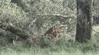 a little wind 80mph a huge tree by dysfunctional vet 13 views 3 weeks ago 2 minutes, 2 seconds