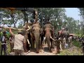 Makna Elephant capture in sakaleshpura 19-05-2023