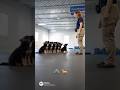 German shepherd k9 puppies training #k9 #germanshepherd #puppy #dog #fyp #trending #viral #wolf