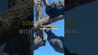 Can This Tree Be Saved? Expert Assessment Tips | Joe Benigno's Tree Service