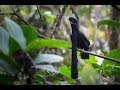 Parajo toro- Long-wattled umbrellabird (Cephalopterus penduliger)