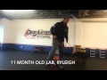 Dog training Mcallen TX Dog training Mcallen TX