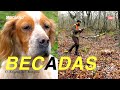 Caza de la becada con setter inglés.Completo documental grabado en Asturias (España).