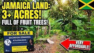 JAMAICA LAND FOR SALE 3 Acres in Mocho Clarendon Affordable Land Full of Fruit Trees