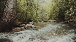 Peaceful Forest River Sound🌲🌳 8 Hours Gentle Stream , Calming Meditation Birdsong Ambience