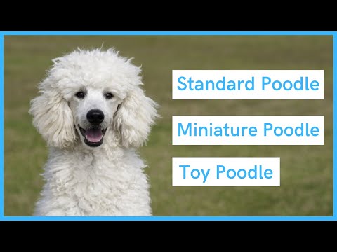 Sizes of Poodle - A side by side comparison