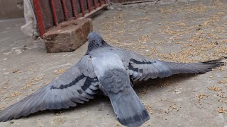Pigeon LEG Problem TREATMENT & RECOVERY