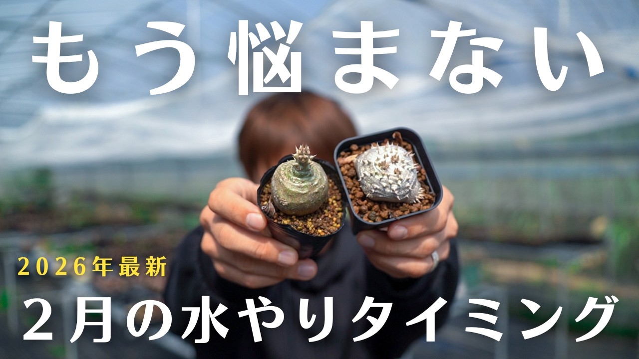 【塊根植物】２月の水やり方法完全攻略法