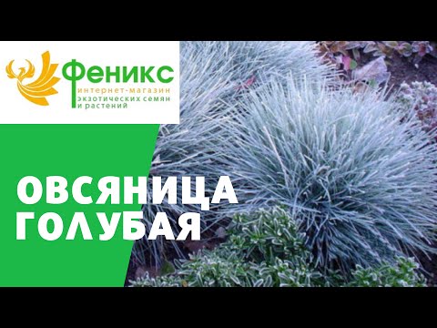 Овсяница голубая