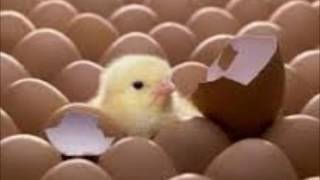 why eggs don't hatch