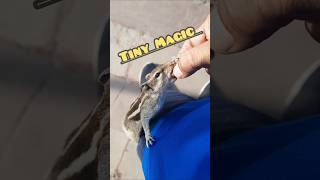 Tiny Magic 🥜🐿️ #squirrel #nature #sorts @tantraavi